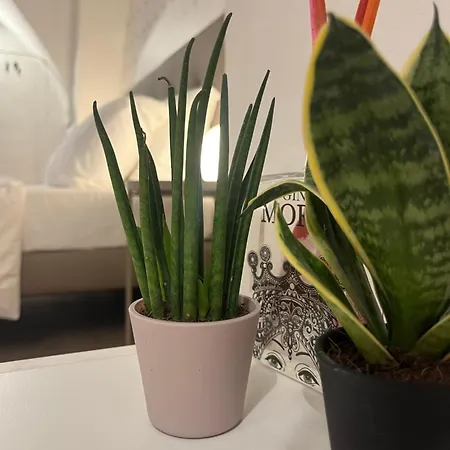 Guest house Vagaluna Short 3*